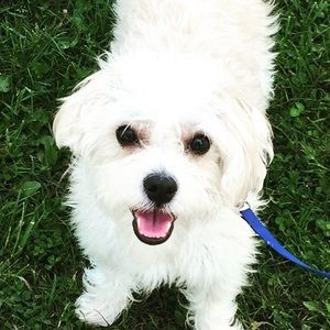 Meet your Posher, Carol